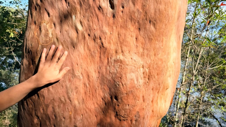 student hand on Sydney red gum tree for wellbeing